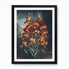 Vintage Thornton 3 Superb Lily Art Print