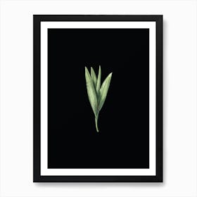 Vintage Autumn Crocus Botanical Illustration on Solid Black n.0916 Art Print