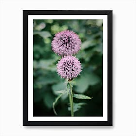 Little Bee On Purple Flower // Nature Photography  Art Print