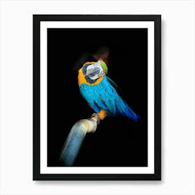 Blue And Yellow Macaw 1 Art Print