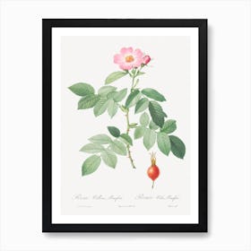 The Apple Rose, Pierre Joseph Redoute 1 Art Print