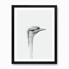 Ostrich B&W Pencil Drawing 1 Bird Art Print
