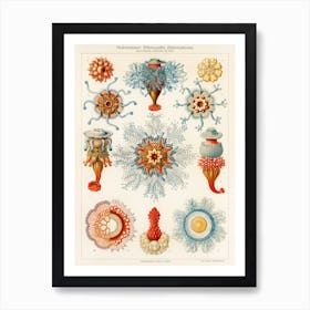 Vintage Jellyfish Illustration Art Print