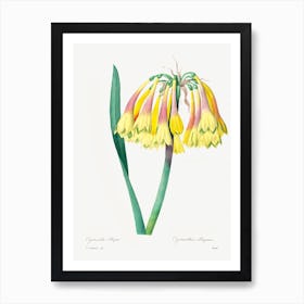 Antique Plant, Pierre Joseph Redoute 1 Art Print