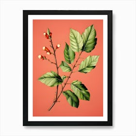 Sassafras 2 Art Print