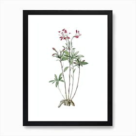 Vintage Lily of the Incas Botanical Illustration on Pure White n.0689 Art Print