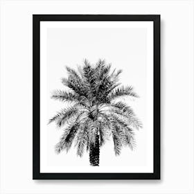 Black And White Palm Tree In The Middle East Art Print