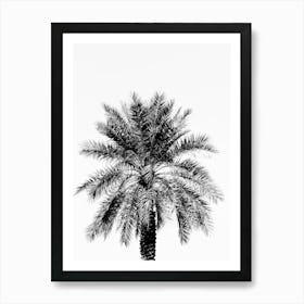 Black And White Tropical Palm Tree  Art Print