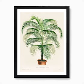 Vintage Coconut Palm Art Print