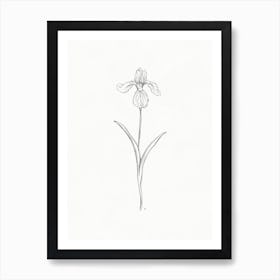 Iris Sketch Art Print