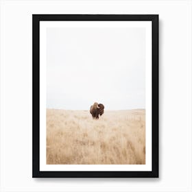 Single Bison In Field Art Print