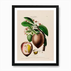 Guava Fruit 3 Art Print