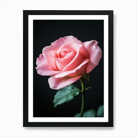 Pink Rose Isolated On Black Background 3 Art Print