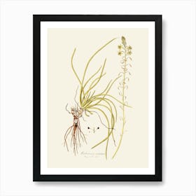 Air Plant Art Print