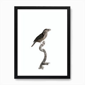 Vintage Yellow Fronted Barbet Bird Illustration on Pure White Art Print