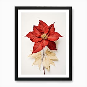 Pressed Flower Botanical Art Poinsettia 1 Art Print