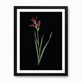 Vintage Gladiolus Cunonius Botanical Illustration on Solid Black n.0682 Art Print