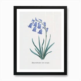 Bluebell Botanical Illustration - Hyacinthoides Non-scripta Art Print
A classic botanical illustration of the delicate bluebell (Hyacinthoides non-scripta), capturing its graceful arch and soft blue petals. Ideal for adding a touch of natural elegance to any room.
Perfect for a study, bedroom, or garden-themed space, bringing timeless beauty and serenity. Art Print