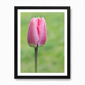 Pink Tulip in the Garden Art Print