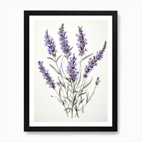 Lavender Flower Vintage Botanical 1 Art Print