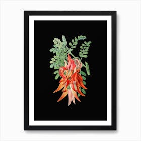 Vintage Crimson Glory Pea Flower Botanical Illustration on Solid Black n.0306 Art Print