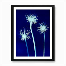 Dandelion 3 Art Print