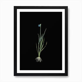 Vintage Narrow leaf Blue eyed grass Botanical Illustration on Solid Black n.0057 Art Print