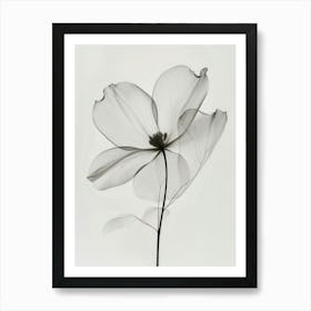 Dogwood Art Print