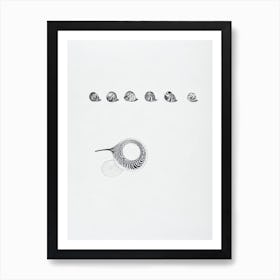 Sea Snails Black & White Drawing Art Print