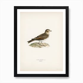 Eurasian Skylark (Alauda Arvensis), The Von Wright Brothers Art Print