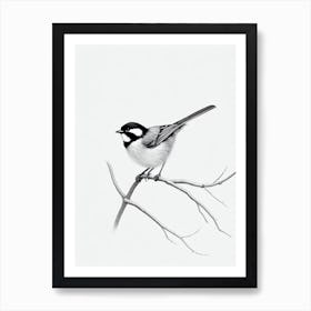 Carolina Chickadee B&W Pencil Drawing 3 Bird Art Print