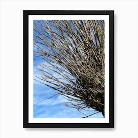 Tree With No Leaves Art Print