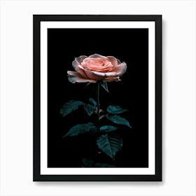 Pink Rose On Black Background 31 Art Print