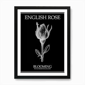 English Rose Blooming Line Drawing 3 Poster Inverted Art Print