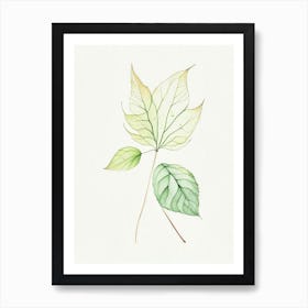 Siberian Ginseng Leaf Minimalist Watercolour Art Print