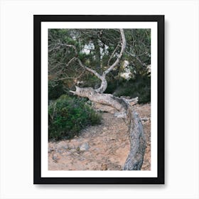 Grey Tree // Ibiza Nature Photography Art Print