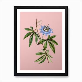 Vintage Blue Passionflower Botanical on Soft Pink n.0545 Art Print
