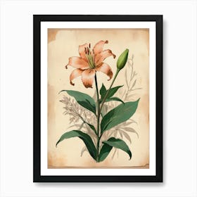 Vintage Of Herbarium Lilies Art Print