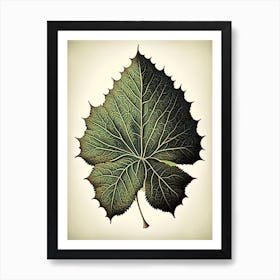 Sycamore Leaf Vintage Botanical 5 Art Print