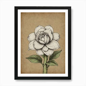 Rose! 3 Art Print