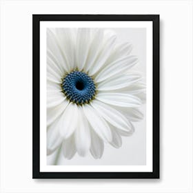 White Daisy Art Print