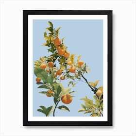 Summer Orange Tree Illustration Art Print