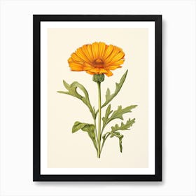 Calendula Pot Marigold Vintage Botanical Herbs 0 Art Print