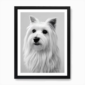 Maltese B&W Pencil Dog Art Print