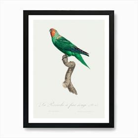 The Red Faced Parrot From Natural History Of Parrots, Francois Levaillant Art Print