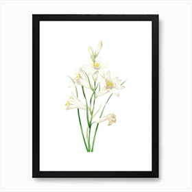 Vintage St. Bruno's Lily Botanical Illustration on Pure White n.0309 Art Print