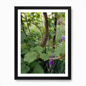 Purple Irises Art Print