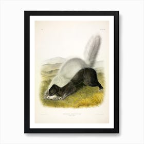 Texan Skunk, John James Audubon Art Print