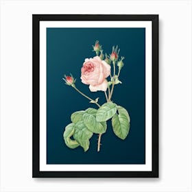 Vintage Cabbage Rose Botanical Art on Teal Blue n.0655 Art Print