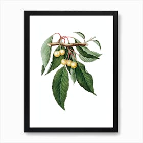 Vintage Cherry Botanical Illustration on Pure White n.0291 Art Print